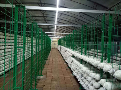 食用菌工廠(chǎng)化網(wǎng)格_食用菌工廠(chǎng)化網(wǎng)格價(jià)格_食用菌工廠(chǎng)化網(wǎng)格廠(chǎng)家