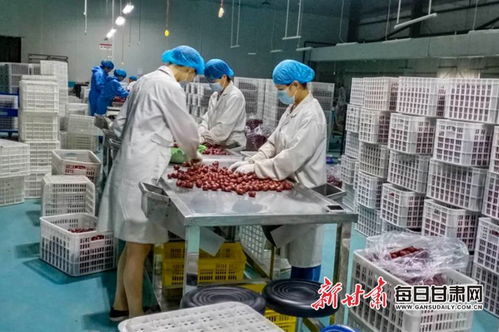 敦煌紅棗首次進(jìn)入歐洲市場(chǎng)